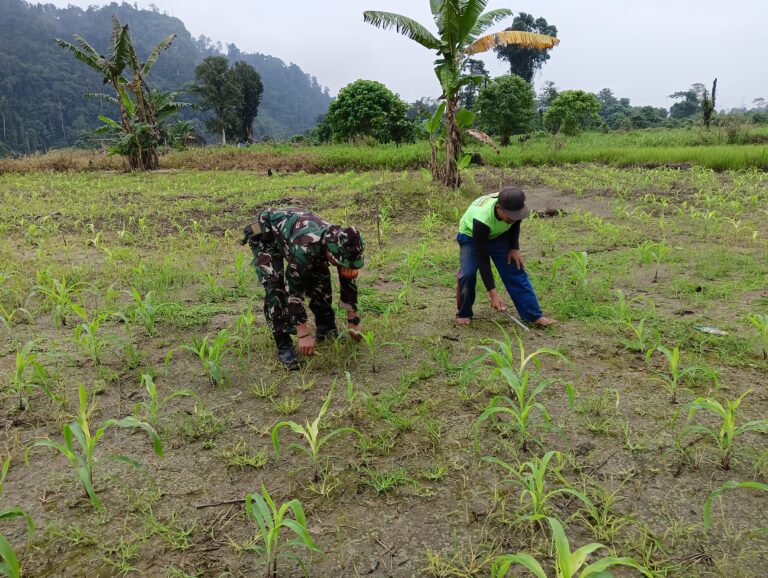 Pendampingan Pemeliharaan Tanaman Jagung Oleh Babinsa Koramil